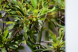 蜥蜴,爬行動物,自然