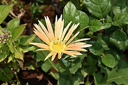 雛菊花,黃色,夏季草甸