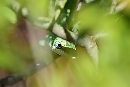 蜥蜴,爬行動(dòng)物,偽裝