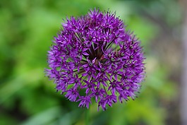 花,開花,紫