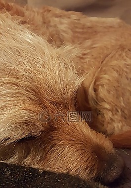 狗,布朗,睡眠