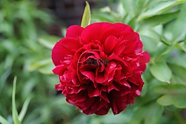 花,開花,牡丹