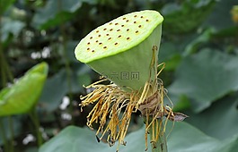 他們,蓮花