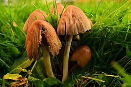 蘑菇,草地上的蘑菇,蘑菇屬
