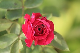 紅玫瑰,玫瑰,開花