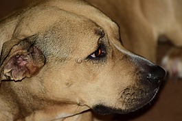 狗,pitbull,動(dòng)物