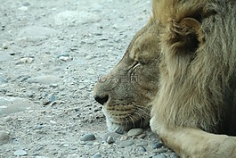 獅子,貓,睡眠