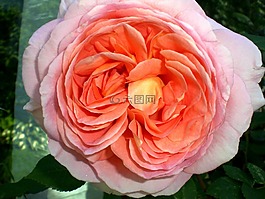 玫瑰,鮮花,香味