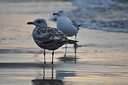 海鷗,鳥(niǎo),海