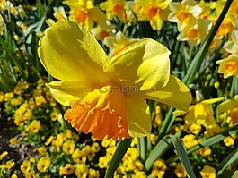 水仙,花,春天
