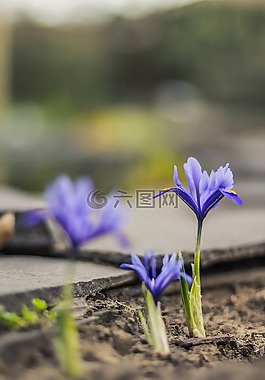 虹膜,計劃,花
