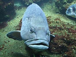 蘇眉魚,魚,動物