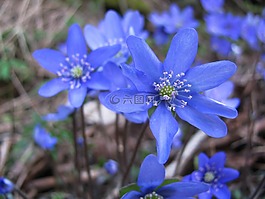 花,自然,花園
