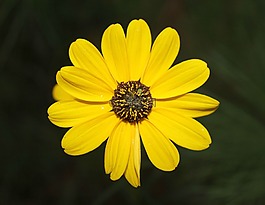 黃色,花,春