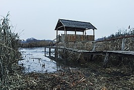 沼澤,碼頭,小屋