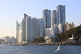 海云臺海水浴場,海鷗,努里地板