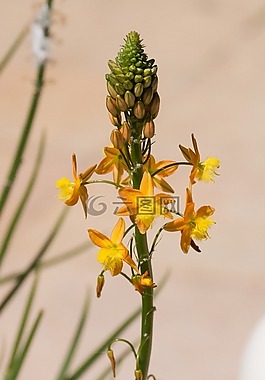 開花,花序,關(guān)閉