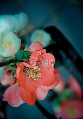 花,花蕾,漂亮