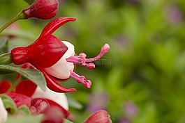 關(guān)閉,開花,花
