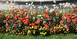 鮮花,花園,花壇