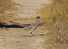 californianus,geococcyx,仍