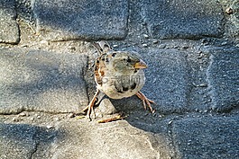 麻雀,鳥,光