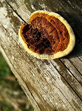 蘑菇,秋季,性質(zhì)