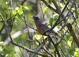 灰,turdus,鳥