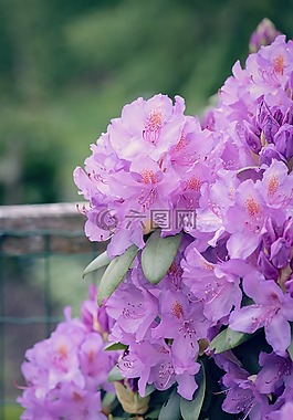 杜鵑,廠,花花園