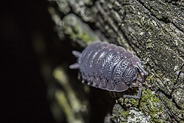 昆蟲(chóng),夜,自然