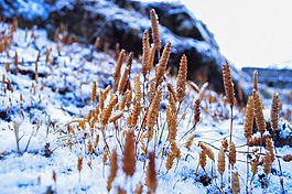 雪,雪下,冬天