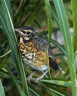 灰,turdus,鳥