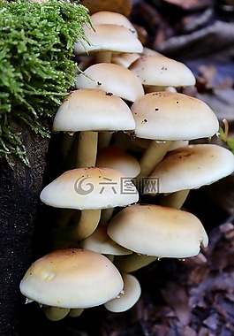 蘑菇,秋季,森林