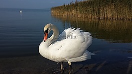 天鵝,鳥(niǎo),白