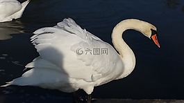 天鵝,鳥(niǎo),白