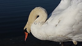 天鵝,鳥(niǎo),白