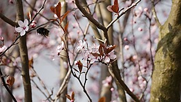 杏,serasifera,科
