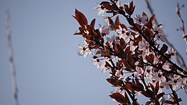 杏,serasifera,科