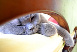 猫,度假,床上