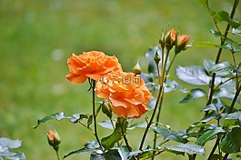 玫瑰,鮮花,芽