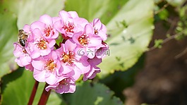 bergenia 草,黎明,bergeneie
