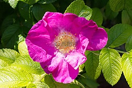 野生玫瑰,開花,花