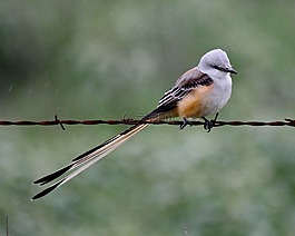 forficatu,毀謗,鳥