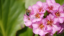 bergenia 草,黎明,bergeneie