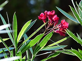 夾竹桃,花,開花