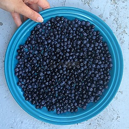 blaubeere,蓝莓,贝里