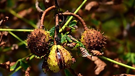 板栗,水果,秋季
