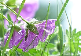 鮮花,雨,雨滴