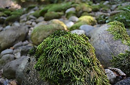 苔,河,河床