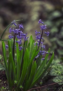 風(fēng)信子,花,綠色